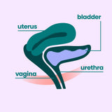 An anatomical illustration of a female pelvic cross-section labeled with uterus, bladder, urethra, and vagina. The diagram highlights the relationship between these organs.