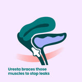 Illustration of a urinary system with the Uresta pessary inserted. Text reads, "Uresta braces those muscles to stop leaks."